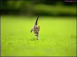 Combien de kilomtres les chatons parcourent-ils en une heure ?