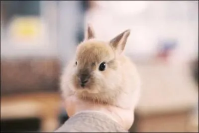 Quelle couleur habituelle des poils du lapin ?