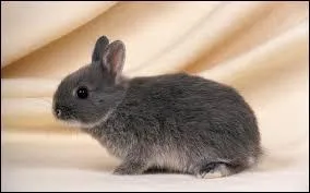 Combien de dents a le lapin ?