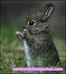 Comment s'appelle le bb du lapin ?