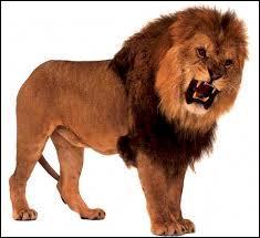 Comment s'appelle le bb du lion ?