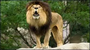 O habite le lion ?