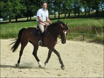 Ce mtier est un peu le rve de tous les cavaliers. En effet, il consiste  former et valoriser les chevaux en concours,  assurer leur progression et ce, jusqu' leur vente. C'est...