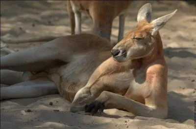 Qui est le dernier australien  avoir remport le tournoi ?