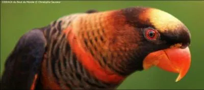 Quel est ce magnifique oiseau aux couleurs oranges ?