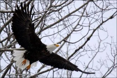 Quel est cet oiseau magnifique emblme des Etats- Unis ?