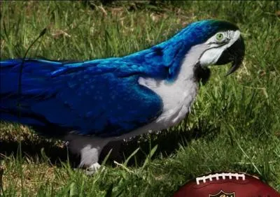 Quel est cet oiseau magnifique ?