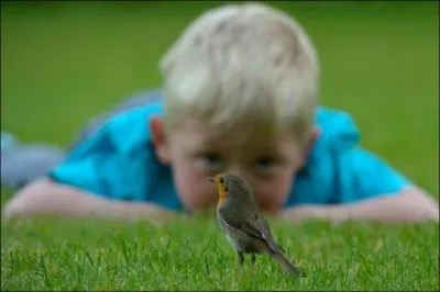 C'est un oiseau qui peut devenir trs familier !