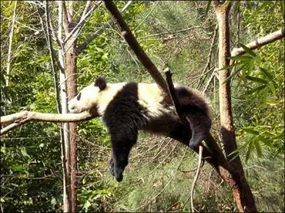 Comme vous le savez sans doute, le panda gant ne mange que du bambou !