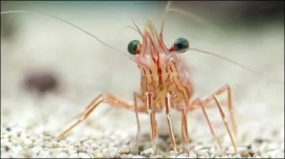 Quel animal voyez-vous sur la photo ?