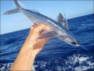 Dans le film  L'Odysse de Pi , des poissons volants lui permettent, ainsi qu'au tigre, de se nourrir, quel est l'autre nom du poisson volant ?