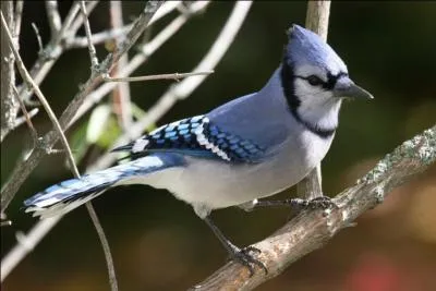 Quel est ce joli geai du Canada ?