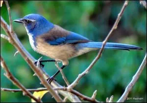 Quel est cet oiseau qui s'apparente plutt aux corbeaux, mais qui se nomme quand mme geai ?