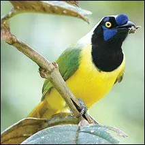 Quel est ce geai que l'on trouve au Texas ?