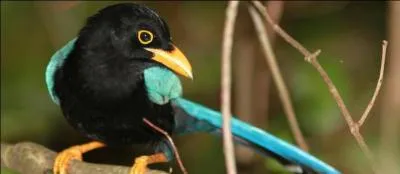 Quel est ce magnifique geai ?