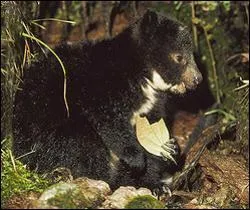 Quel est ce dendrolague ?