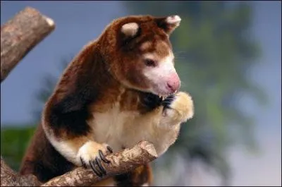 Quel est ce dendrolague ?