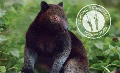 Quel est ce dendrolague ?