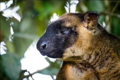 Quel est ce dendrolague ?