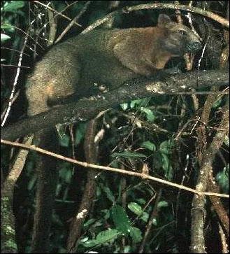 Quel est ce dendrolague ?