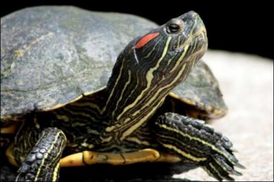 Quel est le nom cette tortue d'Amrique de plus en plus envahissante pour la France ?