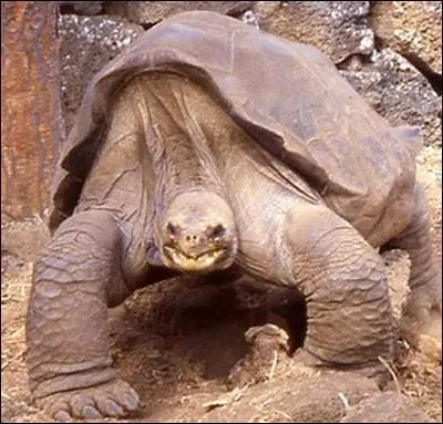C'est la plus grande des tortues terrestres, comment s'appelle-t-elle ?
