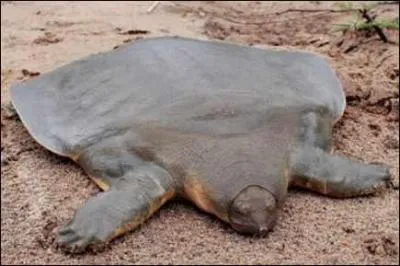 C'est une tortue  la carapace molle, de quelle tortue s'agit-il ?