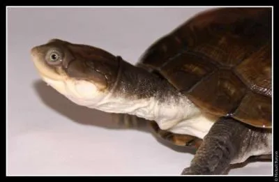 Une tortue d'eau de plus en plus apprcie comme animal de compagnie : de quelle tortue s'agit-il ?