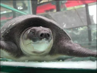 Quel est le nom de cette tortue frugivore qui a des nageoires  la place des pattes avants ?
