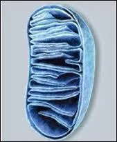 Quittant quelques temps les gnes prsents sur les chromosomes pour parler de ceux de la mitochondrie. A quoi servent ces gnes ?