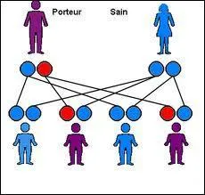 Dans les maladies monogniques on peut retrouver les maladies  transmission autosomique dominante. Quelle implication cela a-t-il sur ces maladies ?