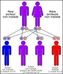 Toujours dans le cadre des maladies monogniques il peut y avoir la transmission de maladies rcessives. Laquelle des ces affirmation concernant la transmission est vraie ?