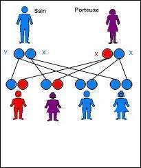 Pour finir avec les maladies monognique il existe les maladies rcessives lies  l'X. Classiquement, laquelle de ces affirmations concernant leur transmission est vraie ?