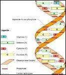 Les lois de Mendel sont donc bien pratiques pour tudier l'hrdit mais elles peuvent passer  ct de certaines situations comme le mosaicisme germinal. Le mosaicisme est du  une mutation post-zygotique (aprs la fcondation) aboutissant  la coexistence de deux populations cellulaires gntiquement distinctes. Quelle la particularit du mosaicisme gnital ?