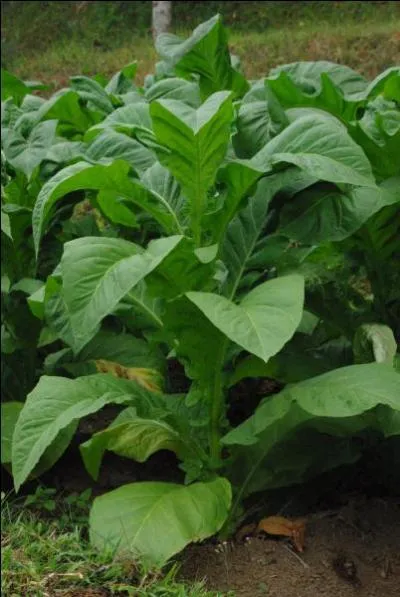 Qui a dcouvert la nicotine ?