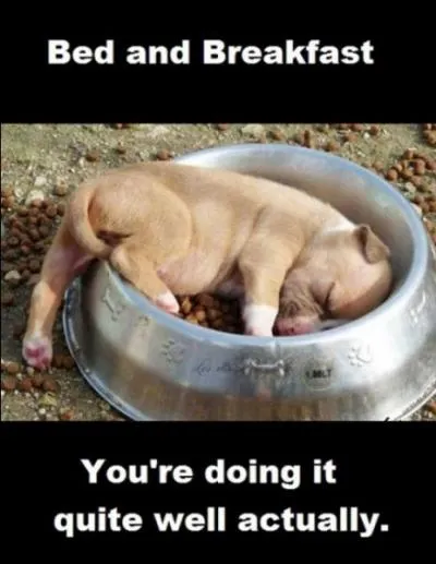 En Grande-Bretagne, comment appelle-t-on cette institution, spcialise dans le gte et le couvert du matin ?