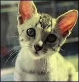 Quel chaton meurt lors du trajet jusqu'aux Rochers du Soleil lorsque Lune Bleue veut donner ses petits  leur pre ?