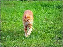 Quel chef s'enfuit comme un lche chez les chats domestiques ?