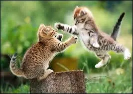 Qui est la mre de Lune Bleue et sa sur ?