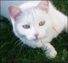 Qui garde le secret sur l'identit du vrai pre des chatons de Lune Bleue, les faisant passer pour les siens ?