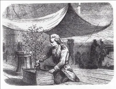 Quel capitaine d'infanterie transporta le premier plant de cafier en Martinique, plant qui fut  l'origine de tous les cafiers d'Amrique ?