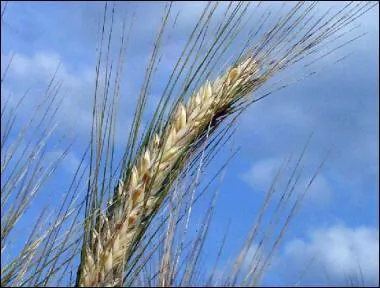 Quelle est la crale principale utilise pour le Scotch ?