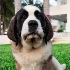 Comment s'appelle le chien des Anges ?