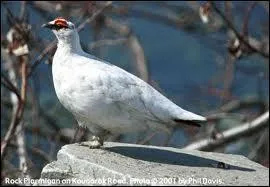 Quel est cet oiseau ?