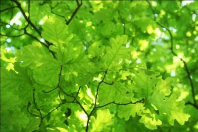 Que sont ces feuilles dont on peut manger l'homonyme en salade ?
