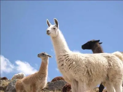 Comment s'exprime le lama ?