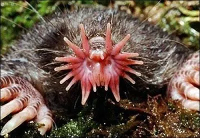 Quel est le nom usit du condylure ?