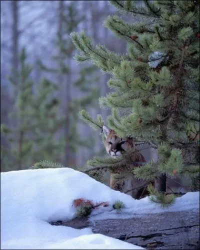 Comme vous le voyez, ce flin est une lionne !