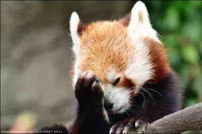 Vous le connaissez certainement, c'est un lmurien de Madagascar !