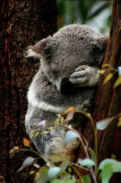 Ce panda semble bien fatigu !